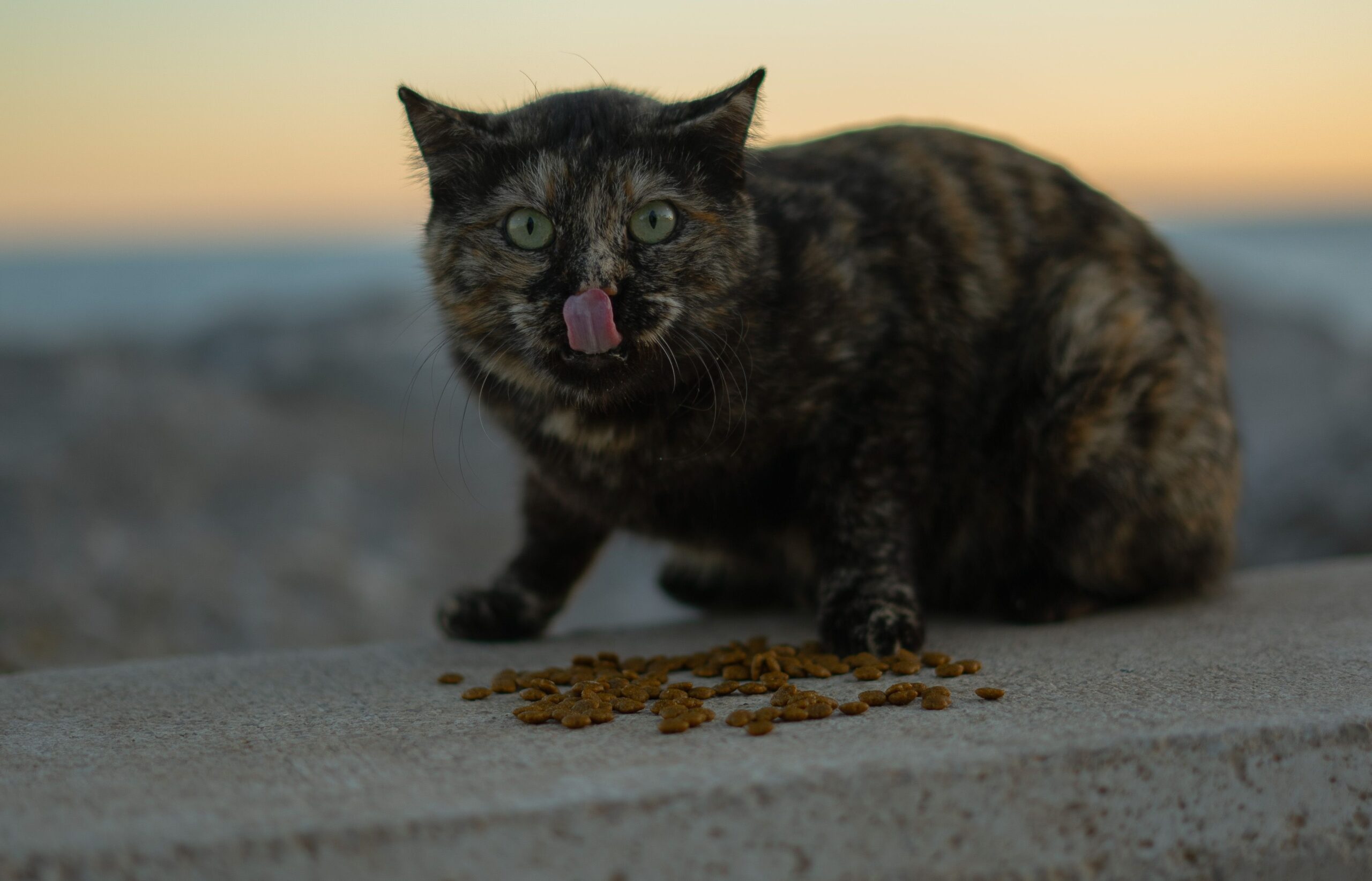 A bowl of pet food